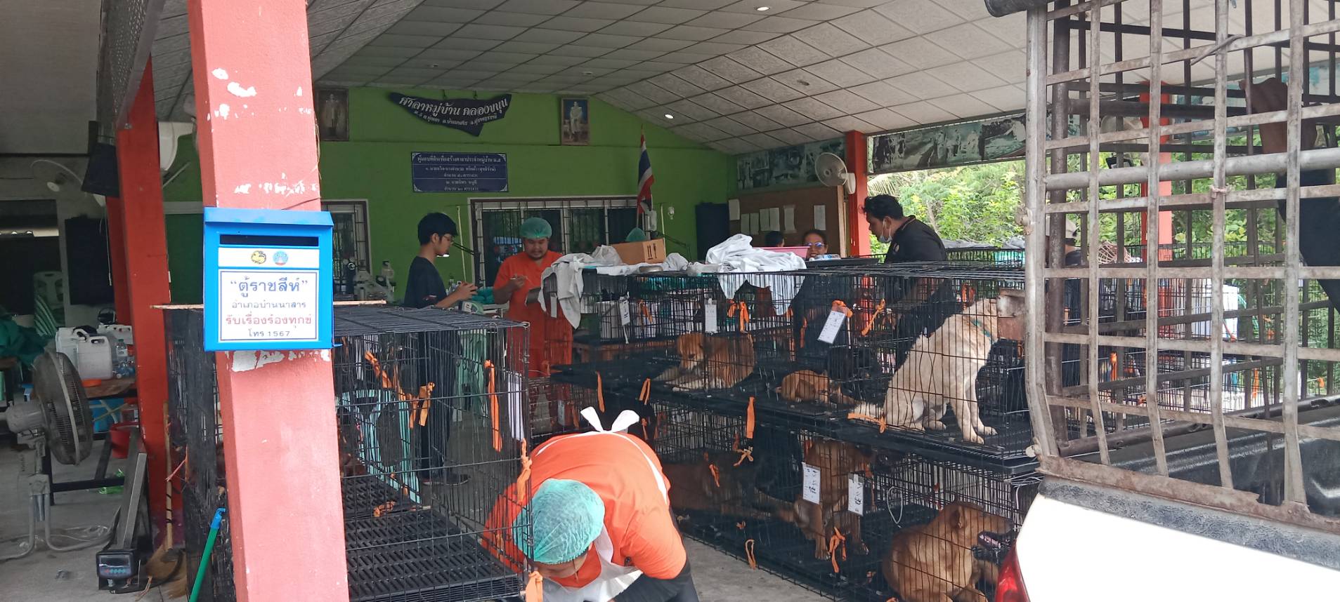 เนื่องด้วยมูลนิธิเพื่อสุนัขในซอย (SOI DOG FOUDATION) ซึ่งเป็นองค์กรการกุศลและองค์กรจัดสวัสดิภาพสัตว์ ได้จัดโครง "การจัดการประชากรสุนัขจรจัดประเทศไทย" โดยออกหน่วยทำหมันเคลื่อนที่ทั่วประเทศไทย สุนัขที่เข้ารับการทำหมันจะได้รับวัคซีนรวม และวัคซีนป้องกันโรคพิษสุนัขบ้ารวมถึงยาป้องกันเห็บ หมัด โดยทีม สัตว์แพทย์ ,พยาบาล,และเจ้าหน้าที่จับสุนัข
